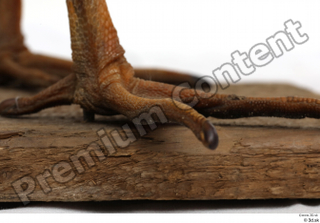 Black stork foot 0006.jpg